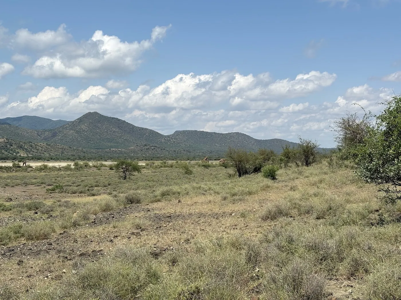 Thorn scrub and patchy dry grass running to blue hills
