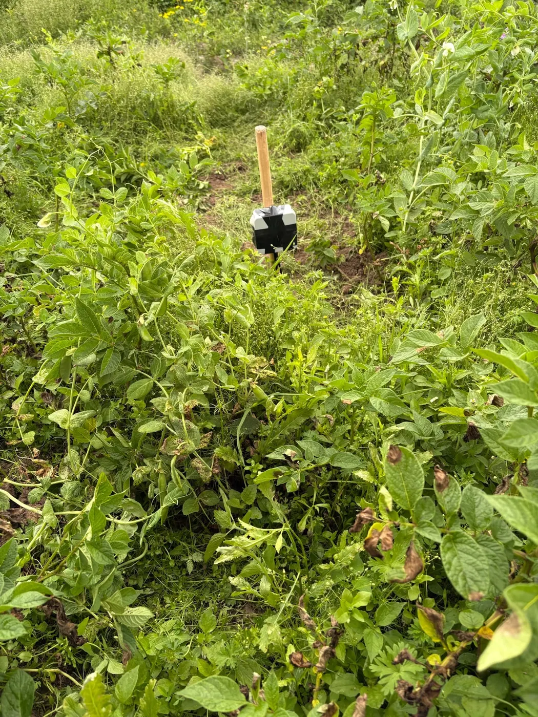 A soil probe head sitting low among dense green foliage