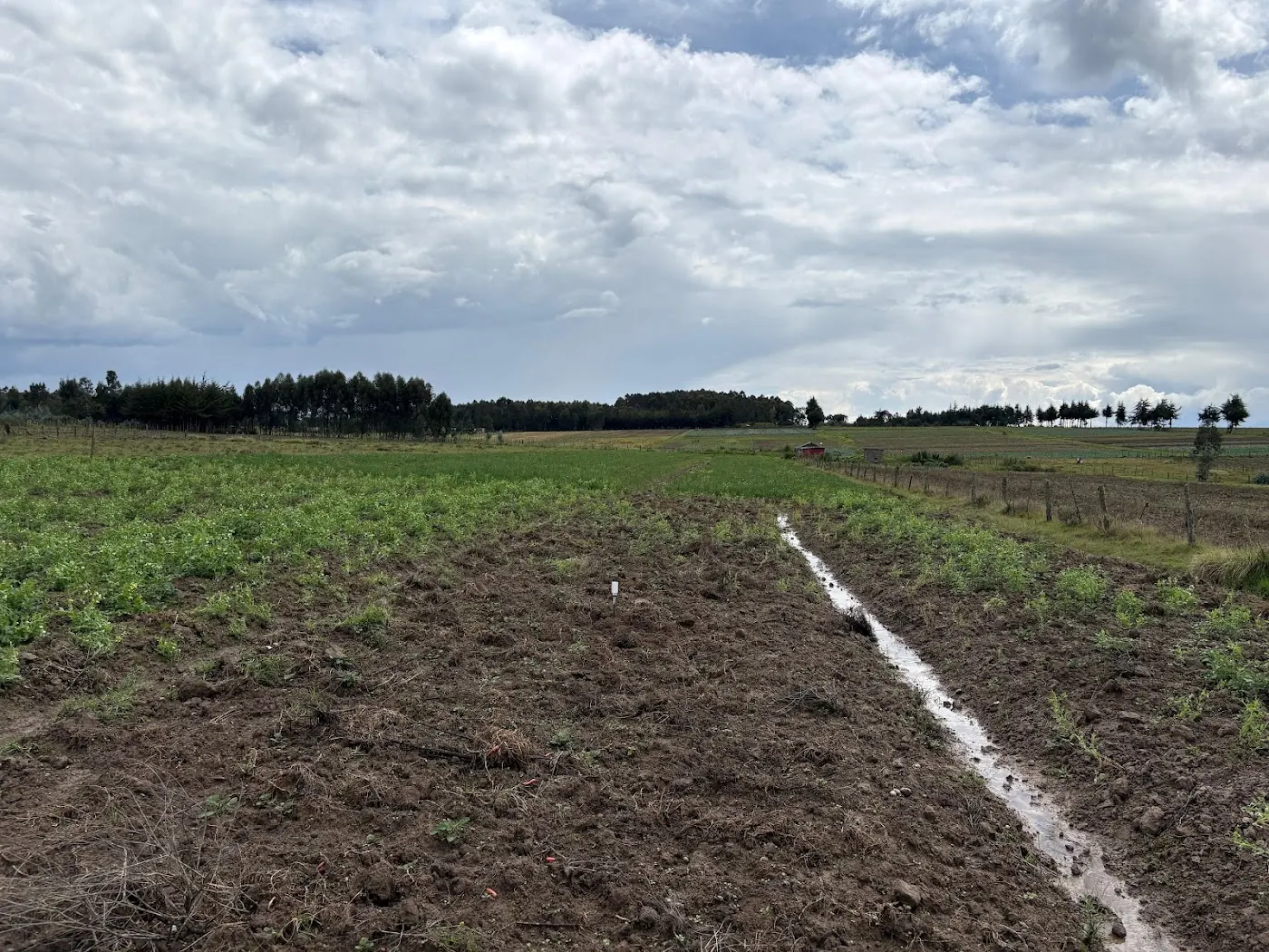 Water flowing along a furrow in dark tilled soil, with green crop rows and a treeline under cloudy sky