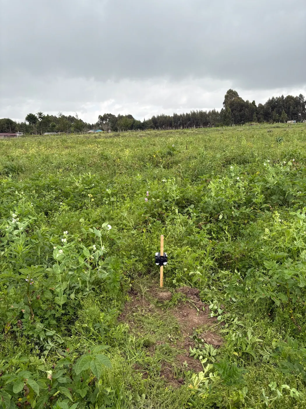 A soil probe in a flowering potato field under grey skies
