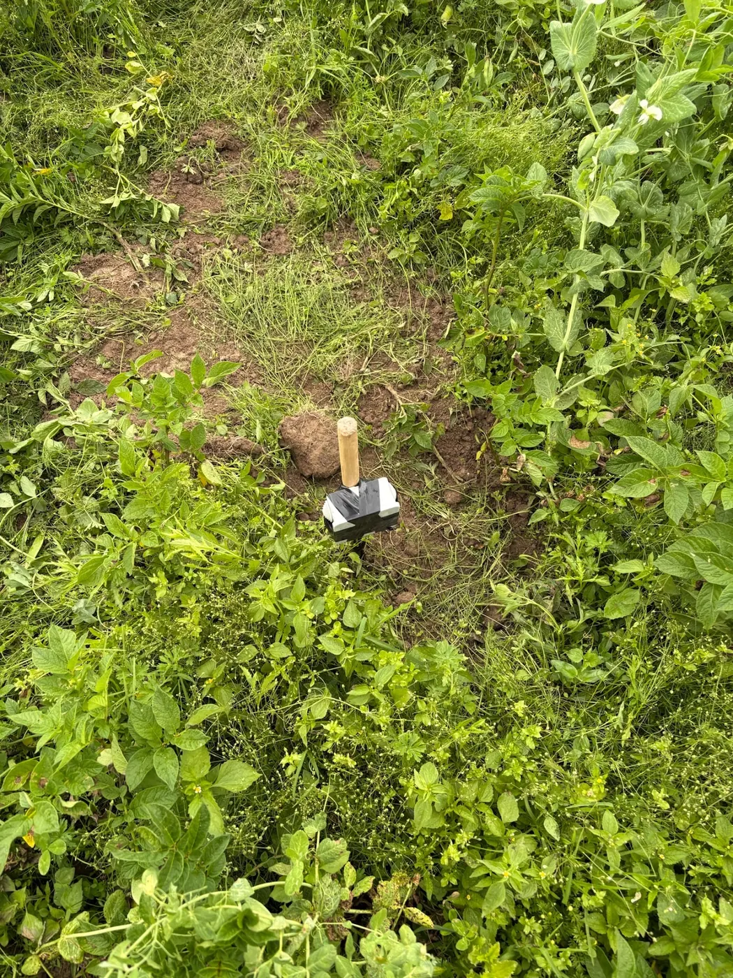 A soil probe in damp brown soil among thick green growth