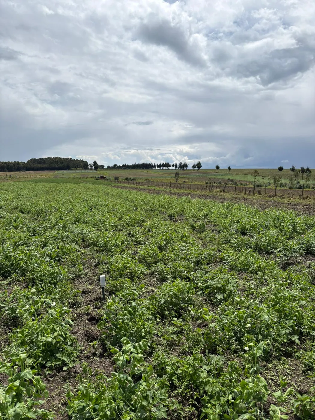 A broad field of young green potato plants running to a fenced treeline, with heavy grey cloud overhead.