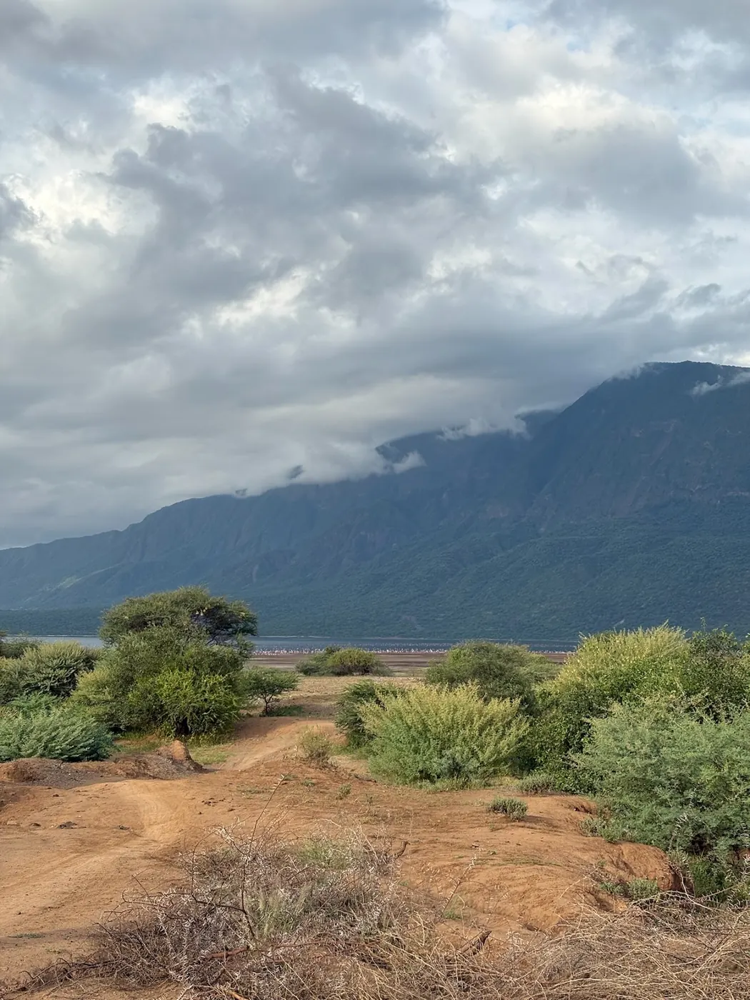 Bare red track through green thorn bush, with a pale line of flamingos on a distant lakeshore below a cloud-topped escarpment.