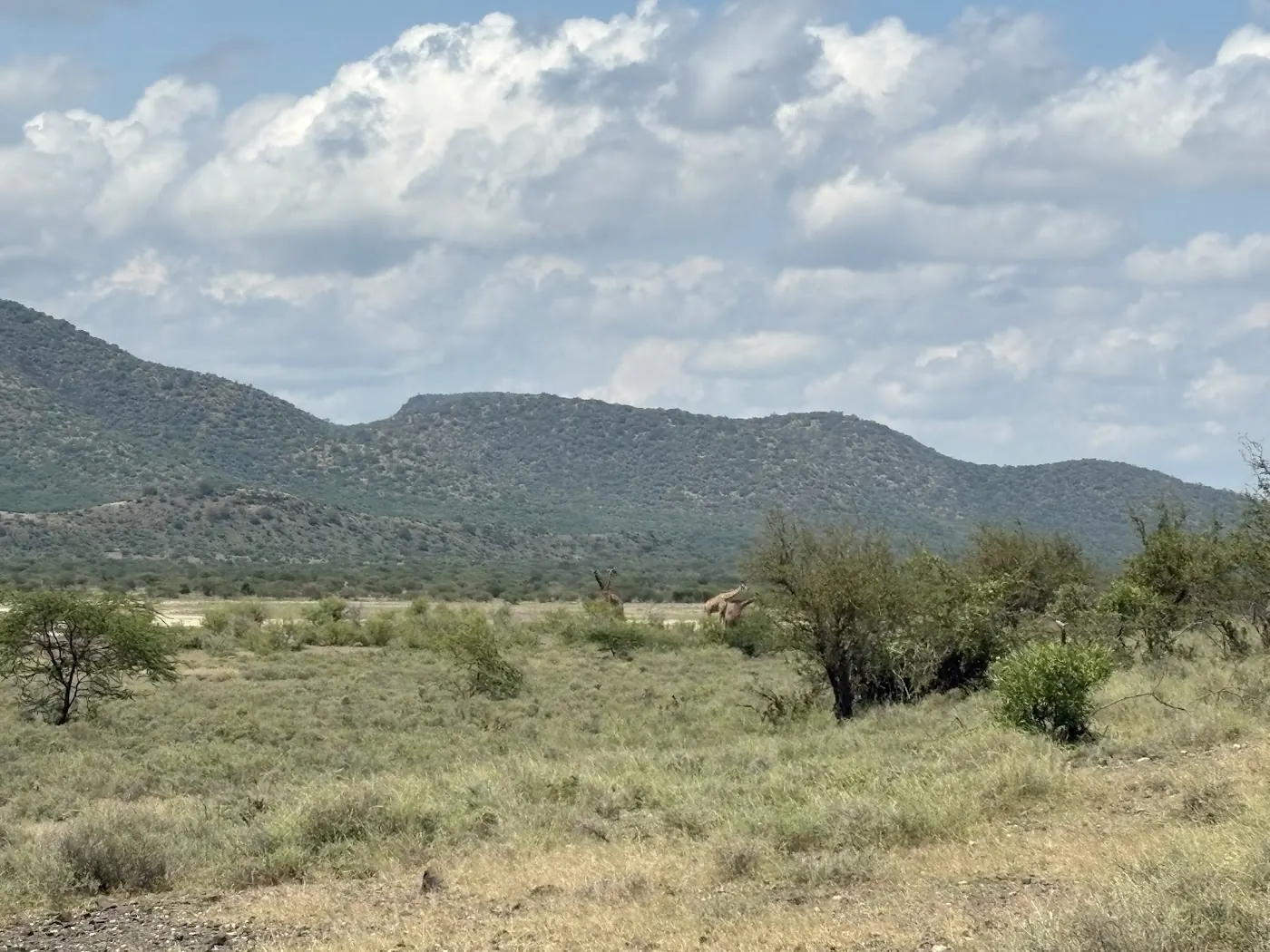 Two giraffes among thorn bushes on grassy dry rangeland, with a bush-covered hill and cloudy sky behind.